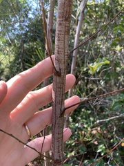 Acacia viscidula