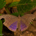 Underleaf Butterflies - Photo (c) A Lamberts, some rights reserved (CC BY-NC), uploaded by A Lamberts