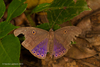 Underleaf Butterflies - Photo (c) A Lamberts, some rights reserved (CC BY-NC), uploaded by A Lamberts