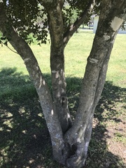 Ilex