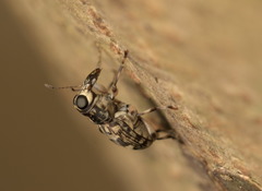 Litocerus