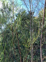 Acacia viscidula