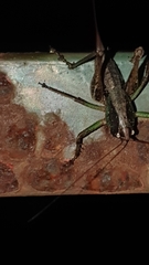 Alfredectes semiaeneus