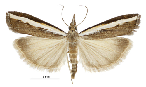 Common grass moth photo 3