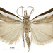 Common Grass Moth - Photo (c) Landcare Research New Zealand Ltd., some rights reserved (CC BY)