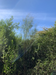 Acacia viscidula