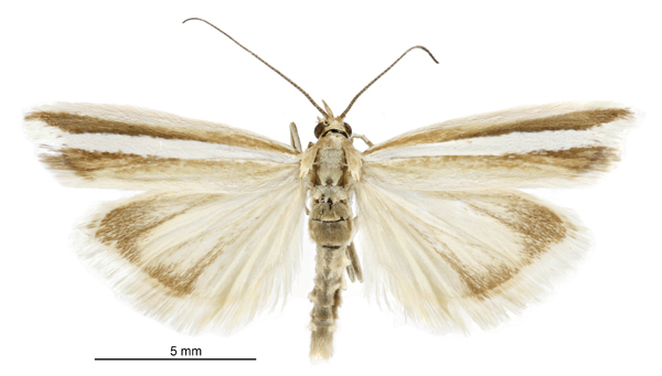 Orocrambus fugitivellus