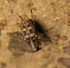 Litocerus