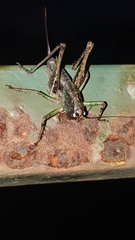 Alfredectes semiaeneus