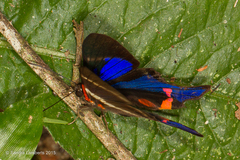 Rhetus periander eleusinus