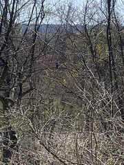Falconiformes