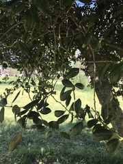 Ilex