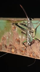 Alfredectes semiaeneus