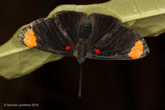 Melanis unxia