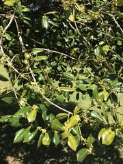 Ilex