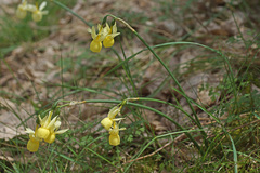 Narcissus triandrus pallidulus