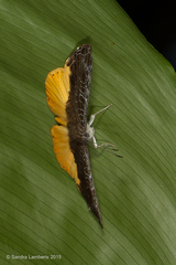 Catocyclotis aemulius