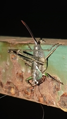 Alfredectes semiaeneus