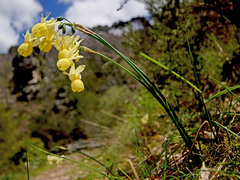 Narcissus triandrus pallidulus