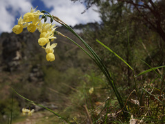 Narcissus triandrus pallidulus