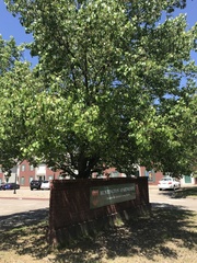 Pyrus calleryana