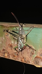 Alfredectes semiaeneus