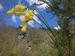 Narcissus triandrus pallidulus