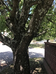 Pyrus calleryana