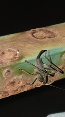 Alfredectes semiaeneus