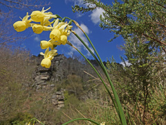Narcissus triandrus pallidulus