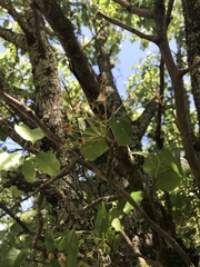 Pyrus calleryana