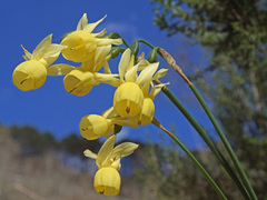 Narcissus triandrus pallidulus
