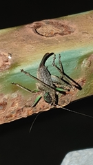 Alfredectes semiaeneus