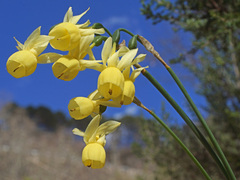 Narcissus triandrus pallidulus
