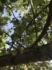 Pyrus calleryana