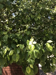 Pyrus calleryana
