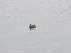 Fulica atra