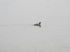 Fulica atra