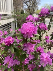 Rhododendron