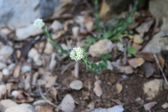Lepidium hirtum