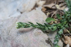 Lepidium hirtum