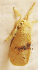 Euproctis punctifera