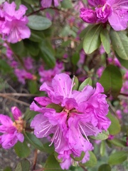 Rhododendron