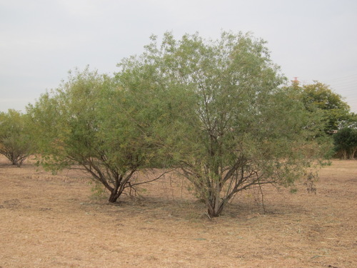 Salix miyabeana