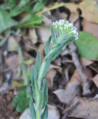 Lepidium hirtum
