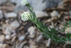 Lepidium hirtum