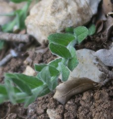 Lepidium hirtum
