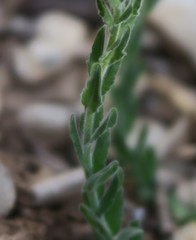 Lepidium hirtum