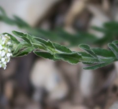 Lepidium hirtum