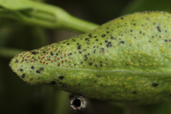 Puccinia vincae